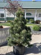 Pine, Mugo, Tannenbaum