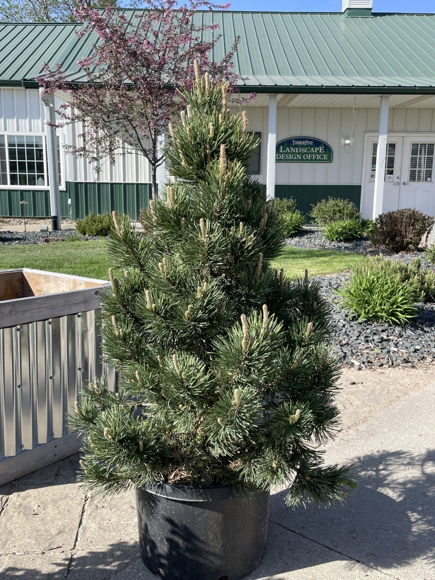 Pine, Mugo, Tannenbaum