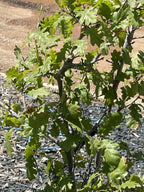Oak, Gambel Clump