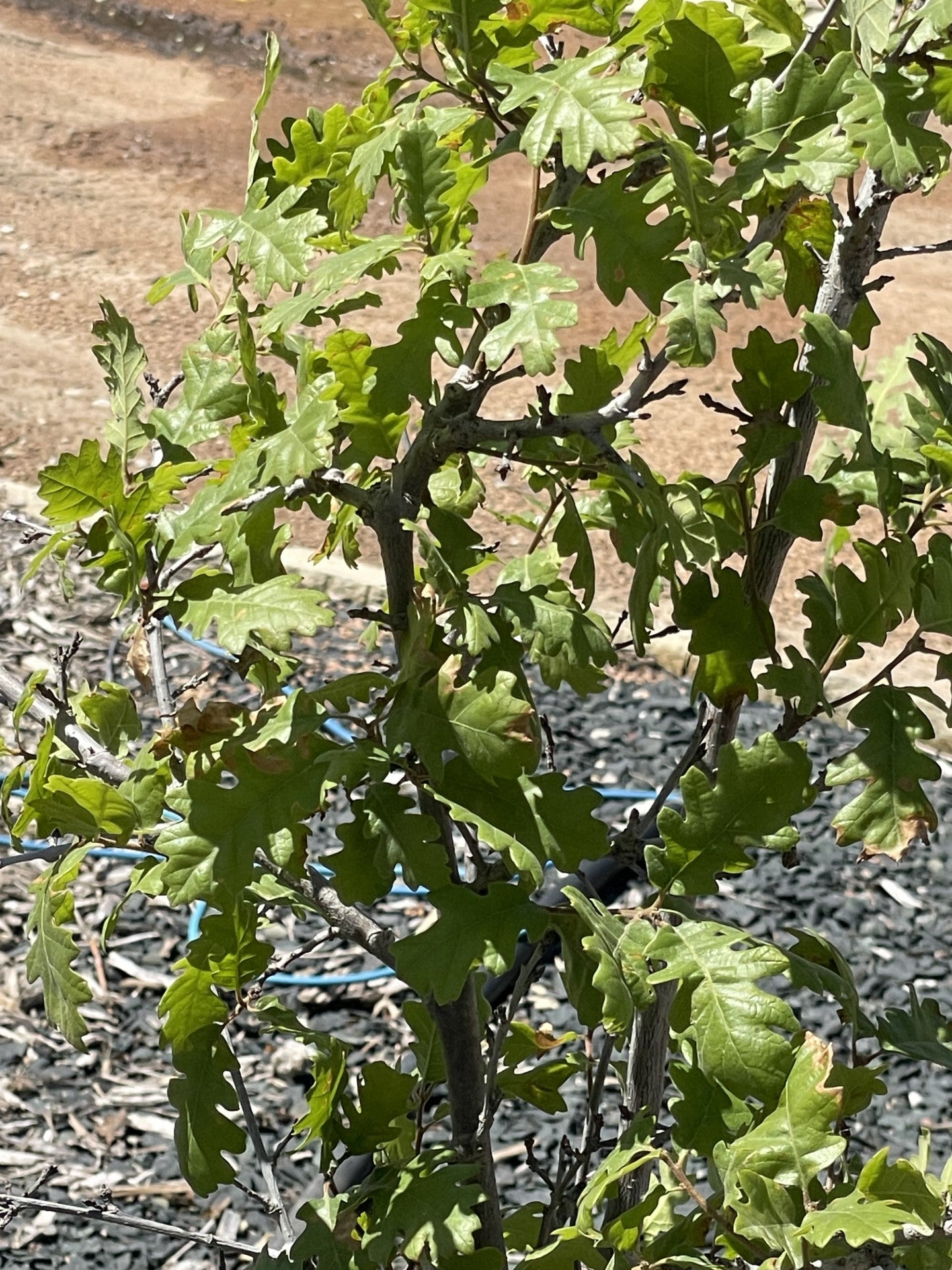 Oak, Gambel Clump