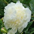 Peony, Duchesse de Nemours