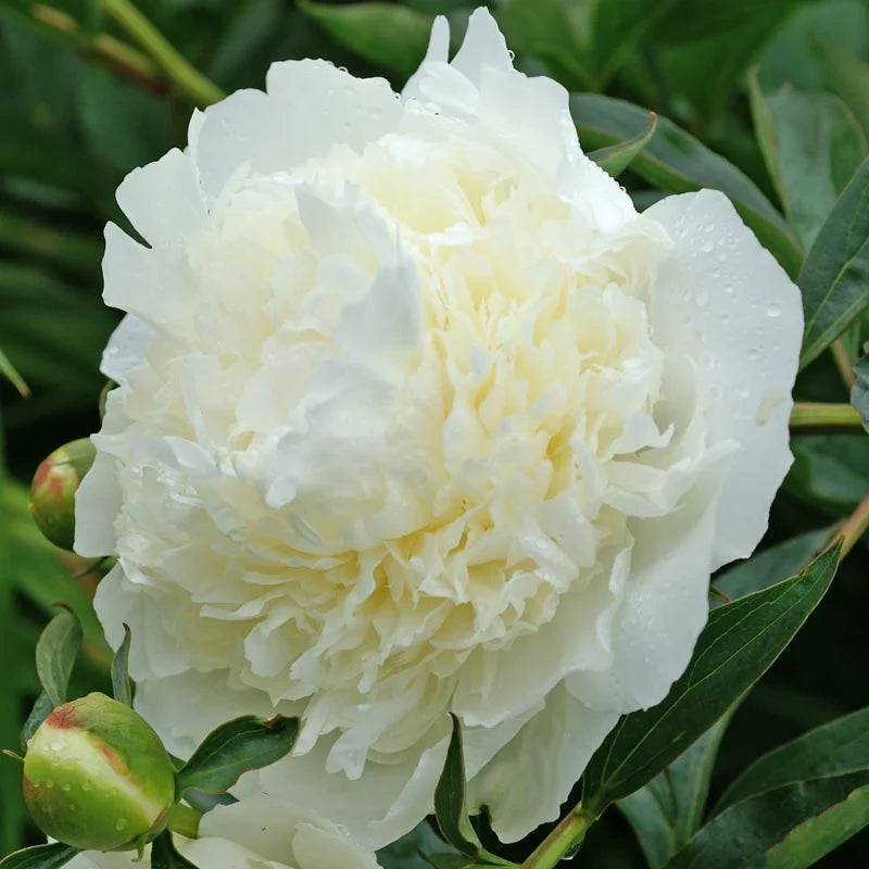 Peony, Duchesse de Nemours