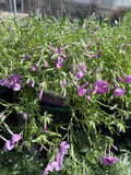 Phlox, Drummond's Pink