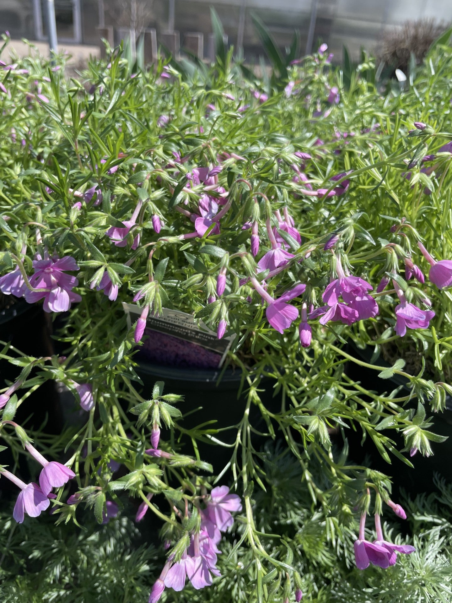 Phlox, Drummond's Pink
