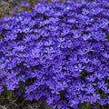 Phlox, Creeping, Violet Pinwheels