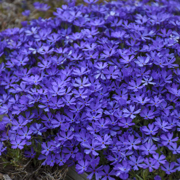 Phlox, Creeping, Violet Pinwheels