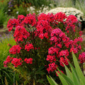Phlox, Red Riding Hood #1
