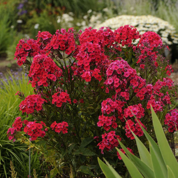 Phlox, Red Riding Hood #1
