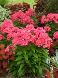 Phlox, Super Ka-Pow Coral