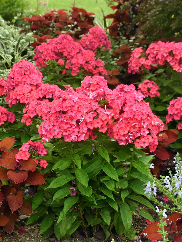 Phlox, Super Ka-Pow Coral