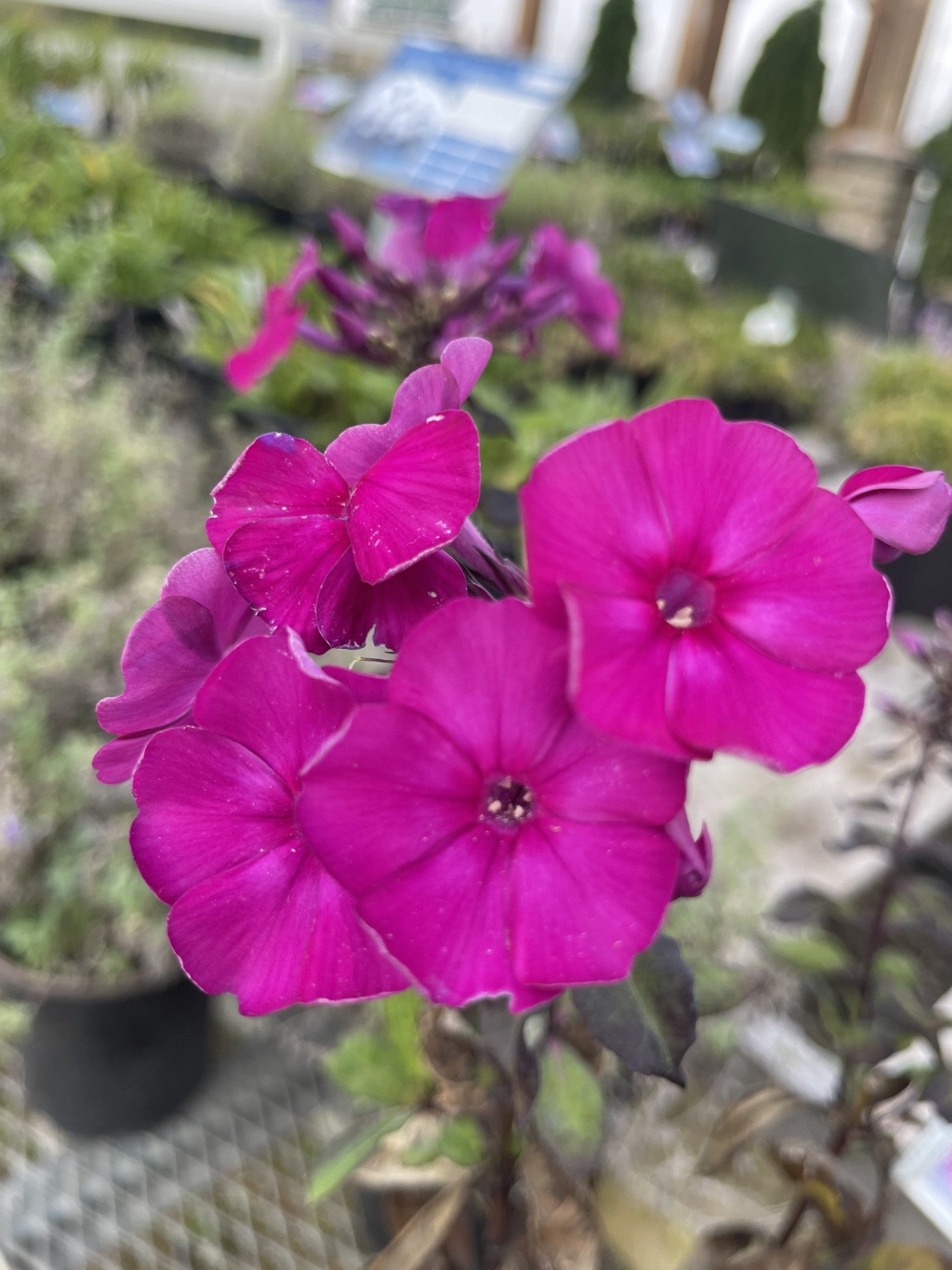 Phlox, Super Ka-Pow Fuchsia