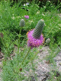 Prairie Clover, Purple