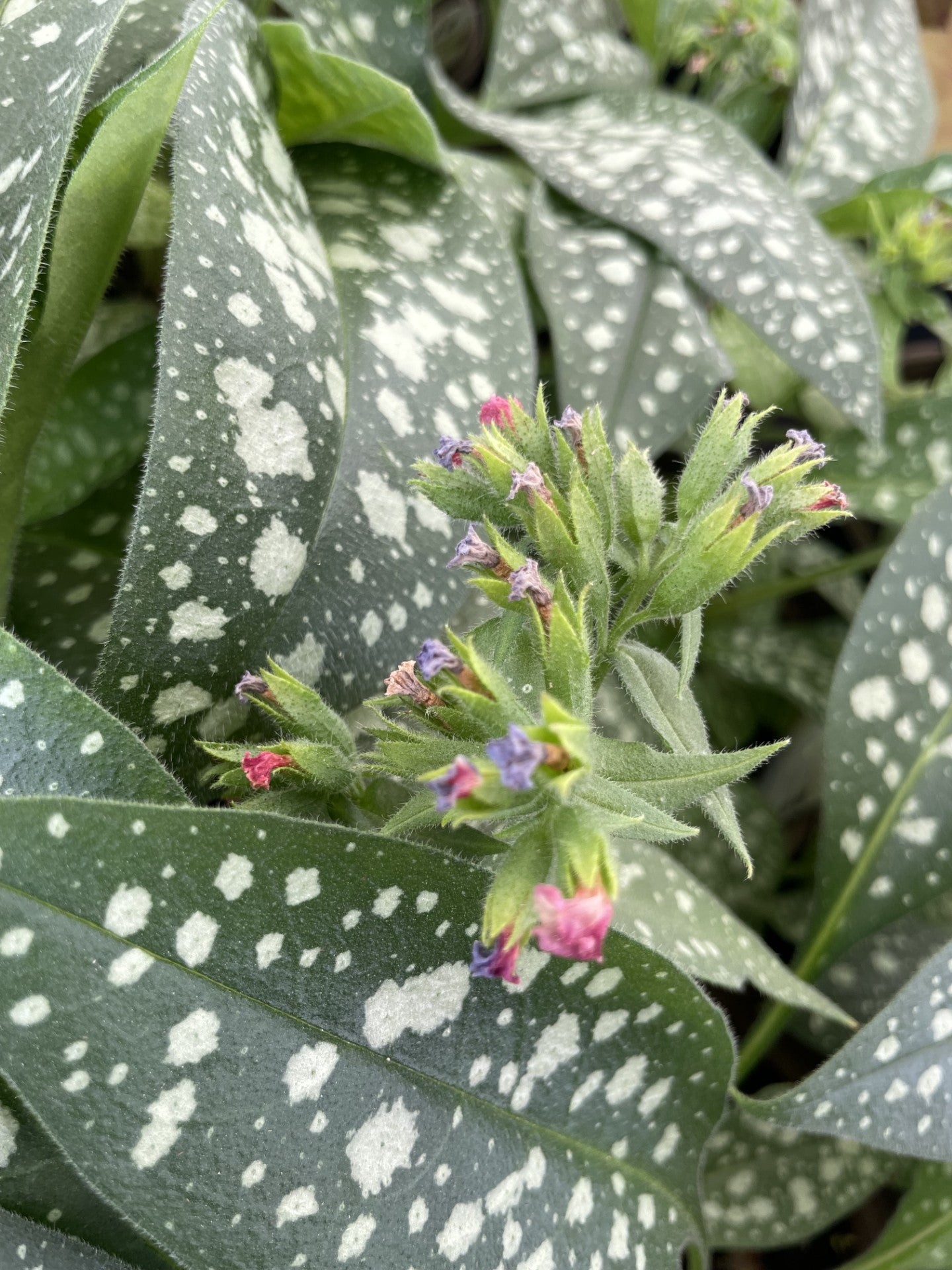 Lungwort, Trevi Fountain