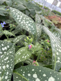 Lungwort, Trevi Fountain