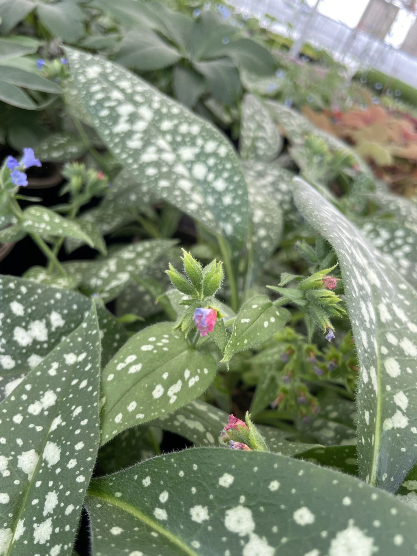 Lungwort, Trevi Fountain