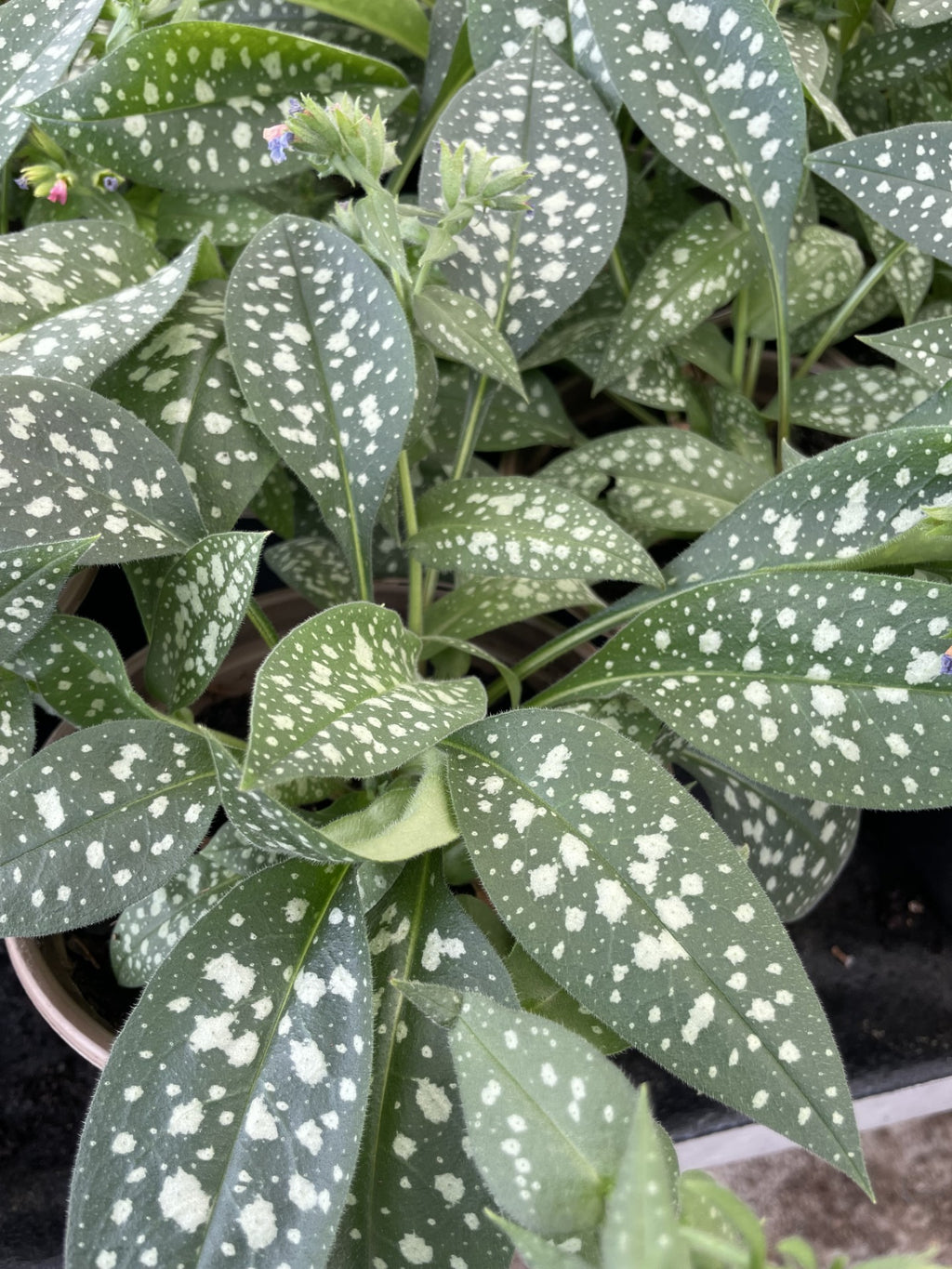 Lungwort, Trevi Fountain
