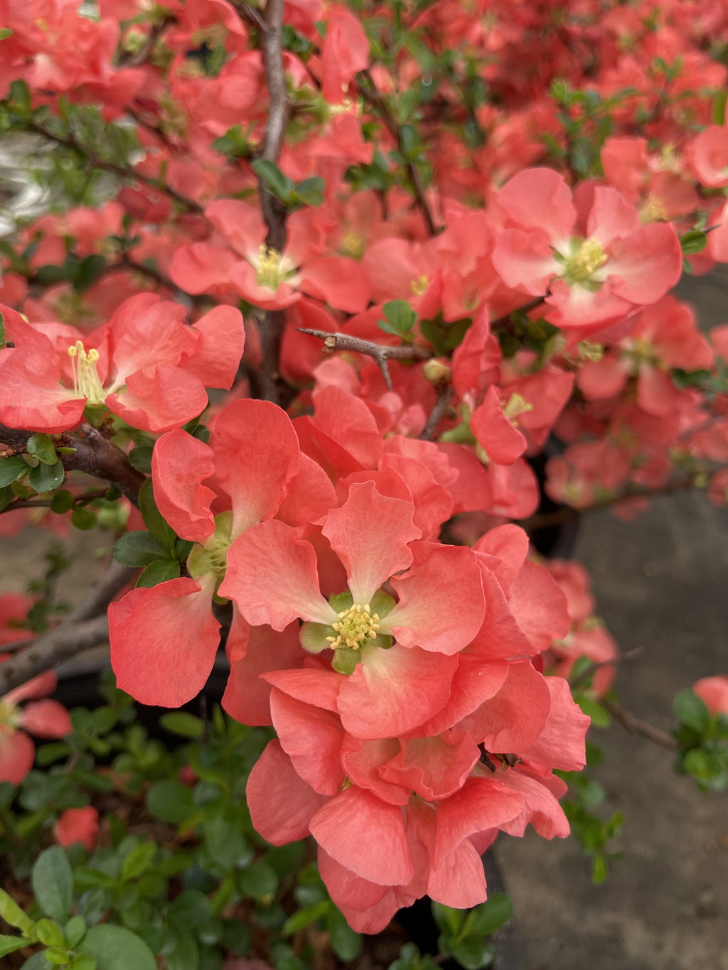 Quince, Texas Scarlet
