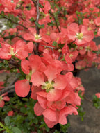 Quince, Texas Scarlet
