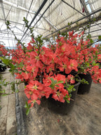 Quince, Texas Scarlet