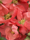 Quince, Texas Scarlet