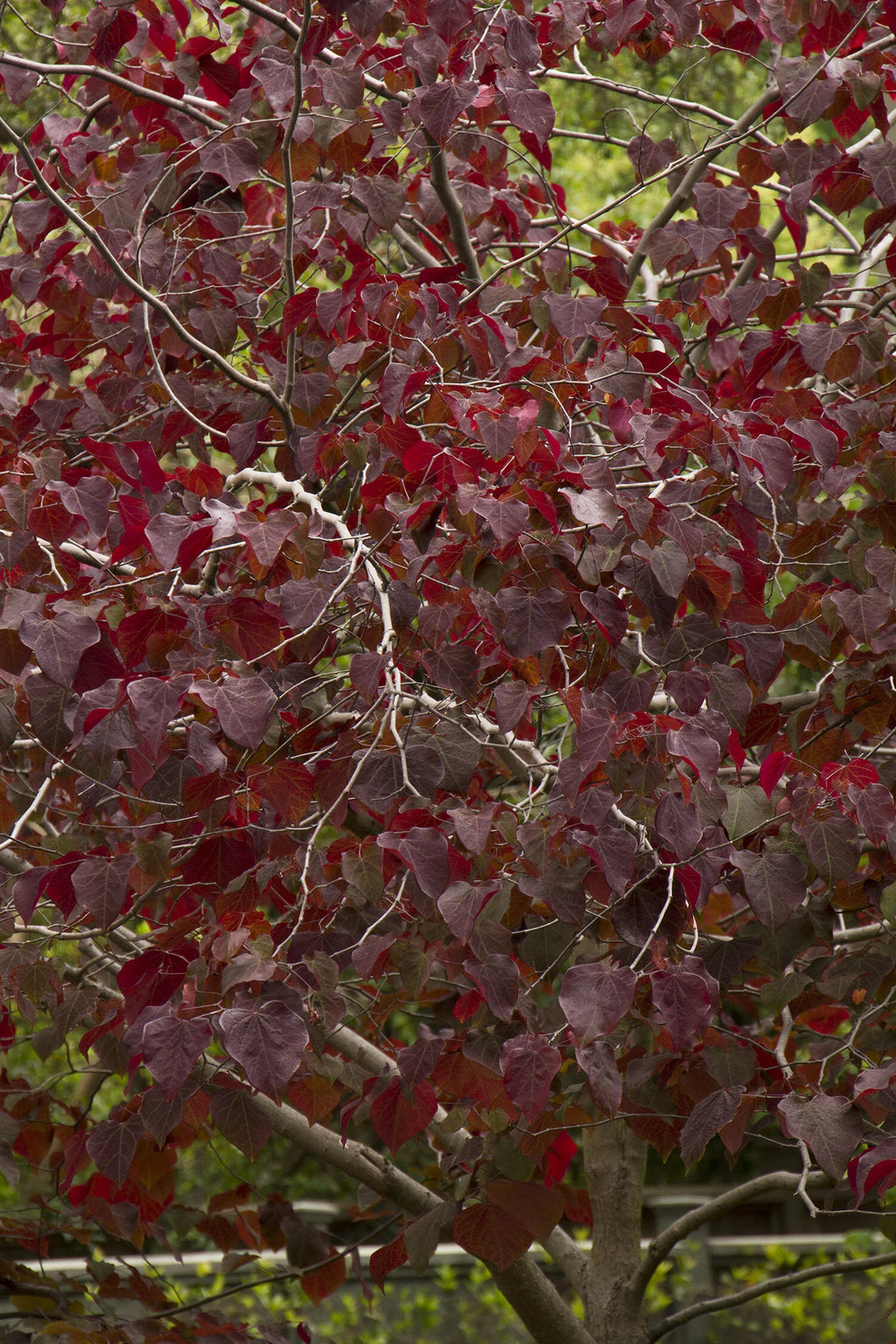 Redbud, Eastern, Forest Pansy