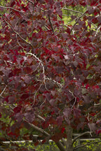 Redbud, Eastern, Forest Pansy