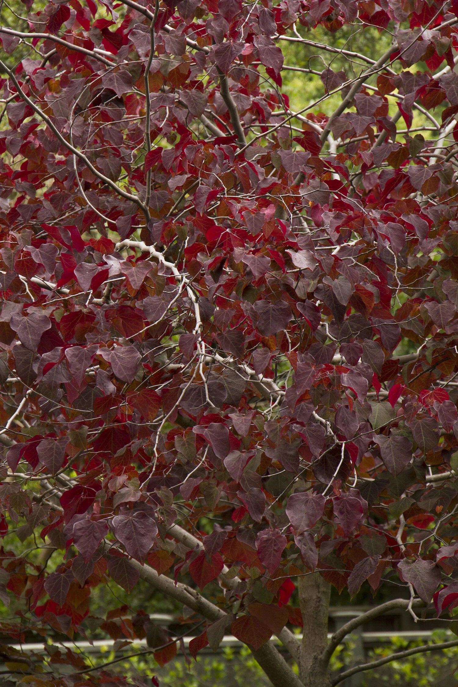 Redbud, Eastern, Forest Pansy