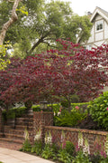 Redbud, Eastern, Forest Pansy