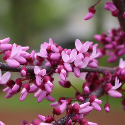Redbud, Midnight Express