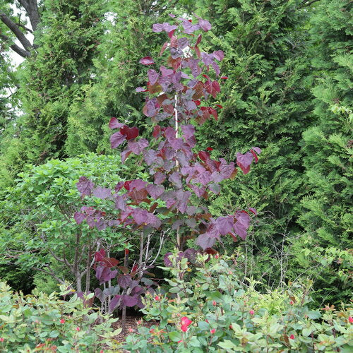 Redbud, Midnight Express