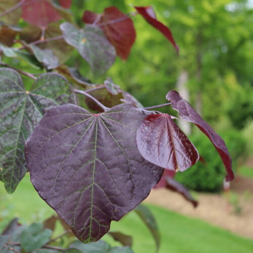 Redbud, Midnight Express