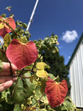 Redbud, Rising Sun