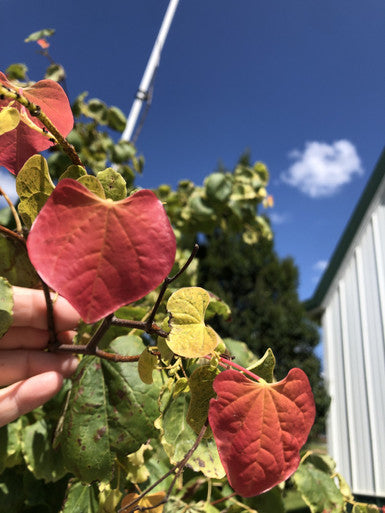 Redbud, Rising Sun