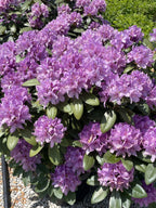 Rhododendron, Boursault