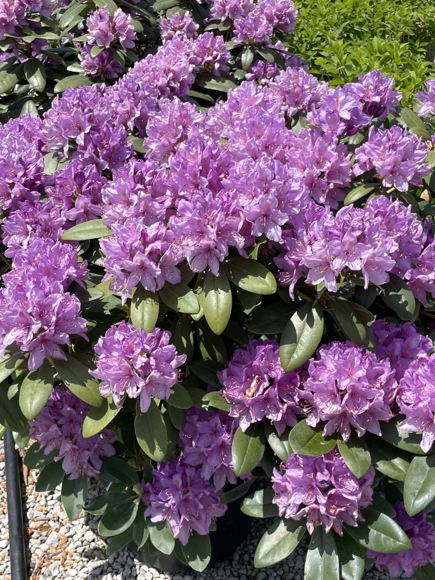 Rhododendron, Boursault