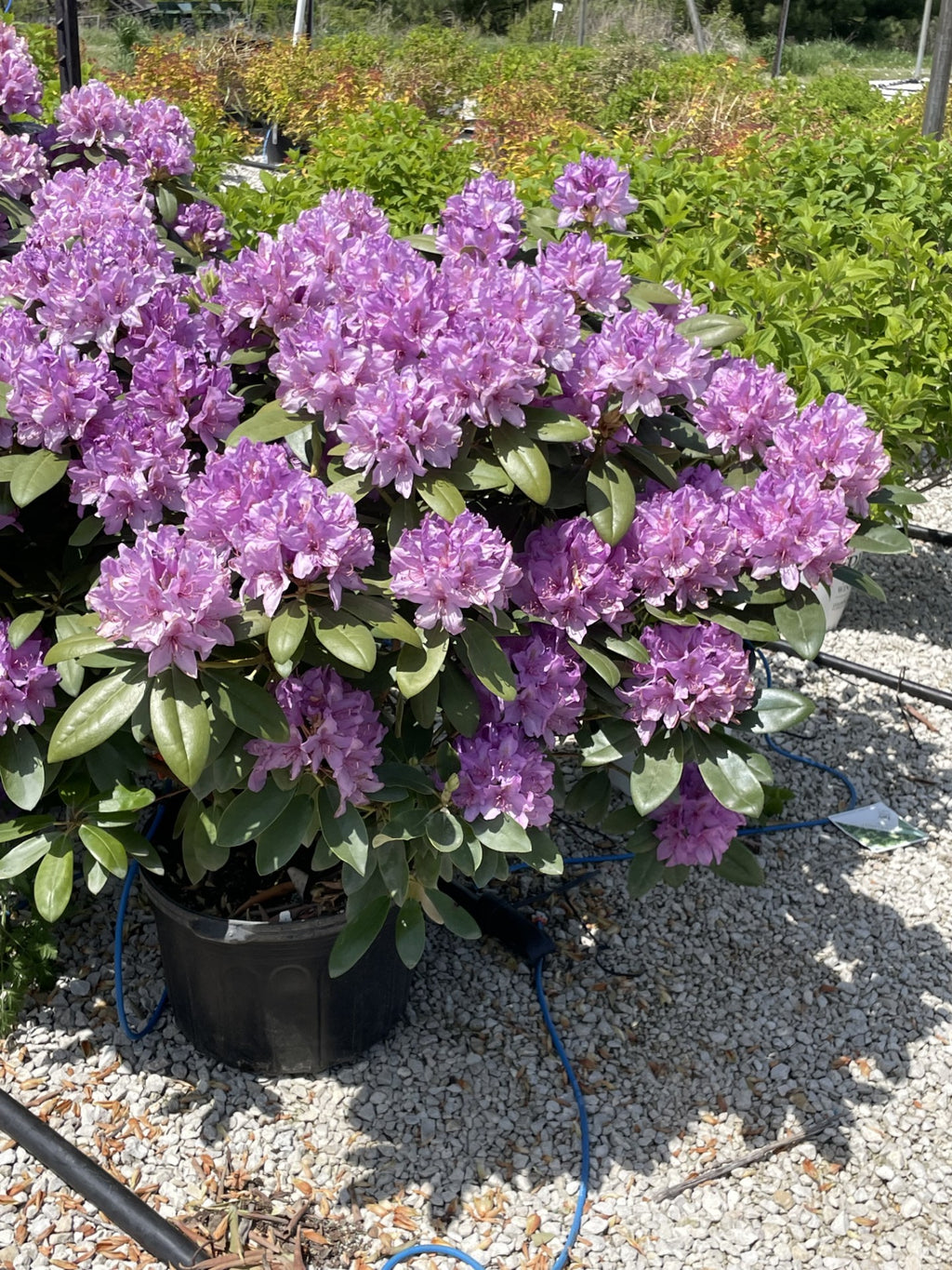 Rhododendron, Boursault