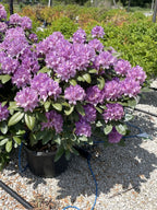Rhododendron, Boursault