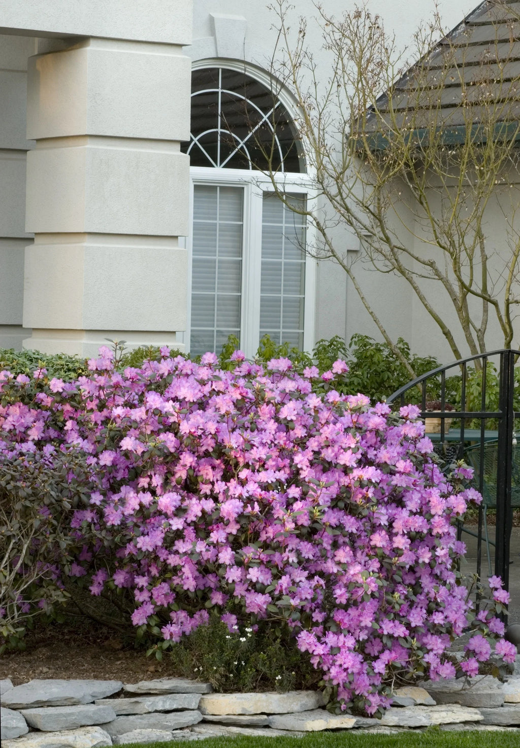 Rhododendron, PJM