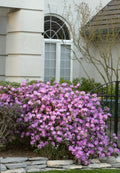 Rhododendron, PJM