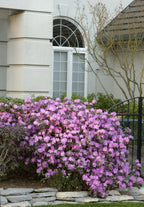 Rhododendron, PJM