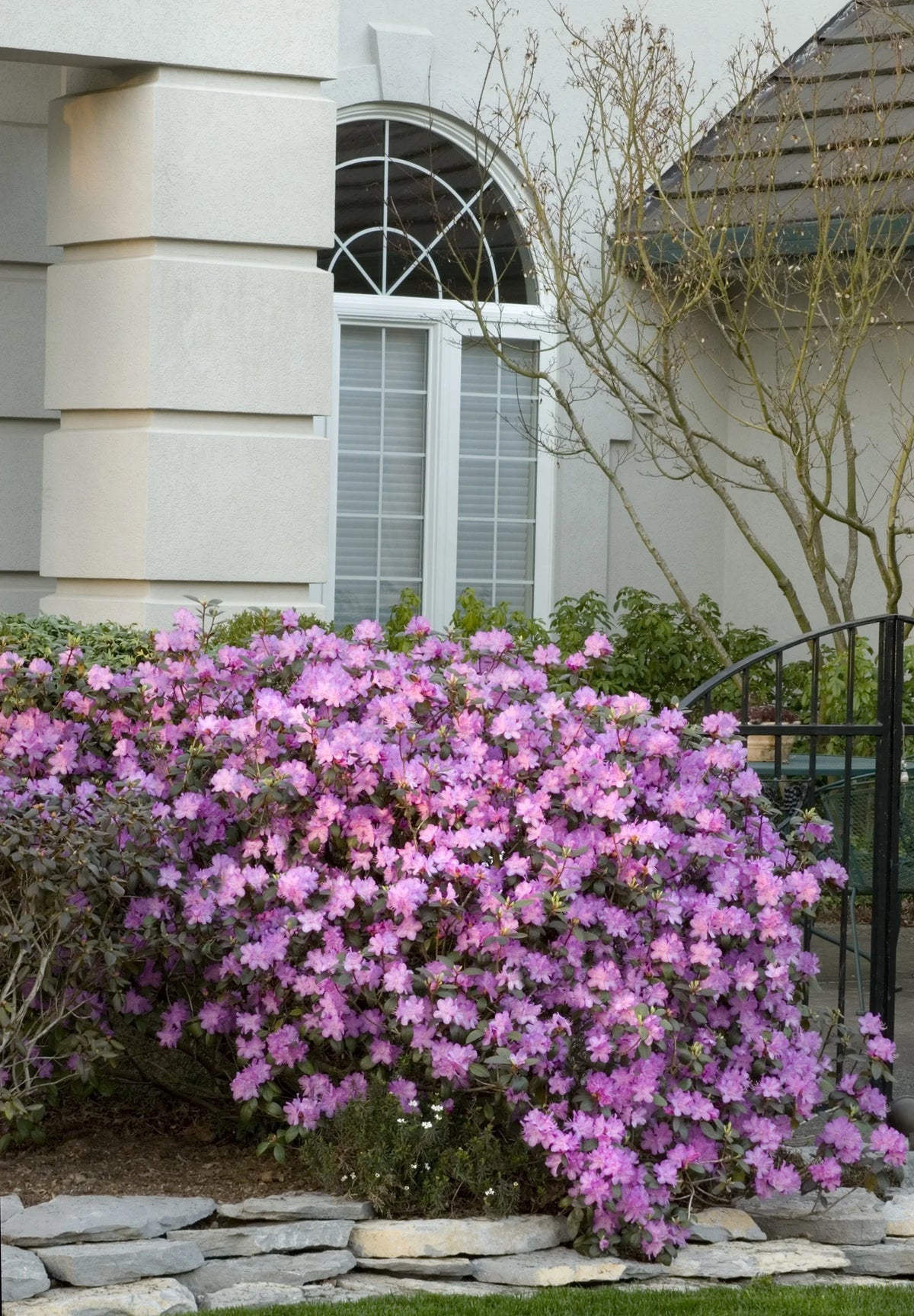 Rhododendron, PJM