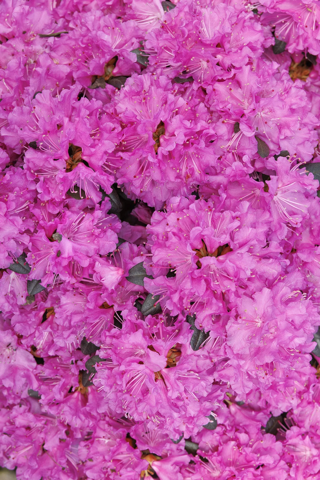 Rhododendron, PJM