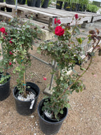 Rose, Climbing, Ramblin' Red