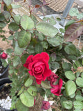 Rose, Climbing, Ramblin' Red