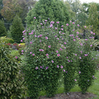 Rose of Sharon, Purple Pillar