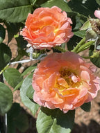 Rose, Knock Out Orange Glow