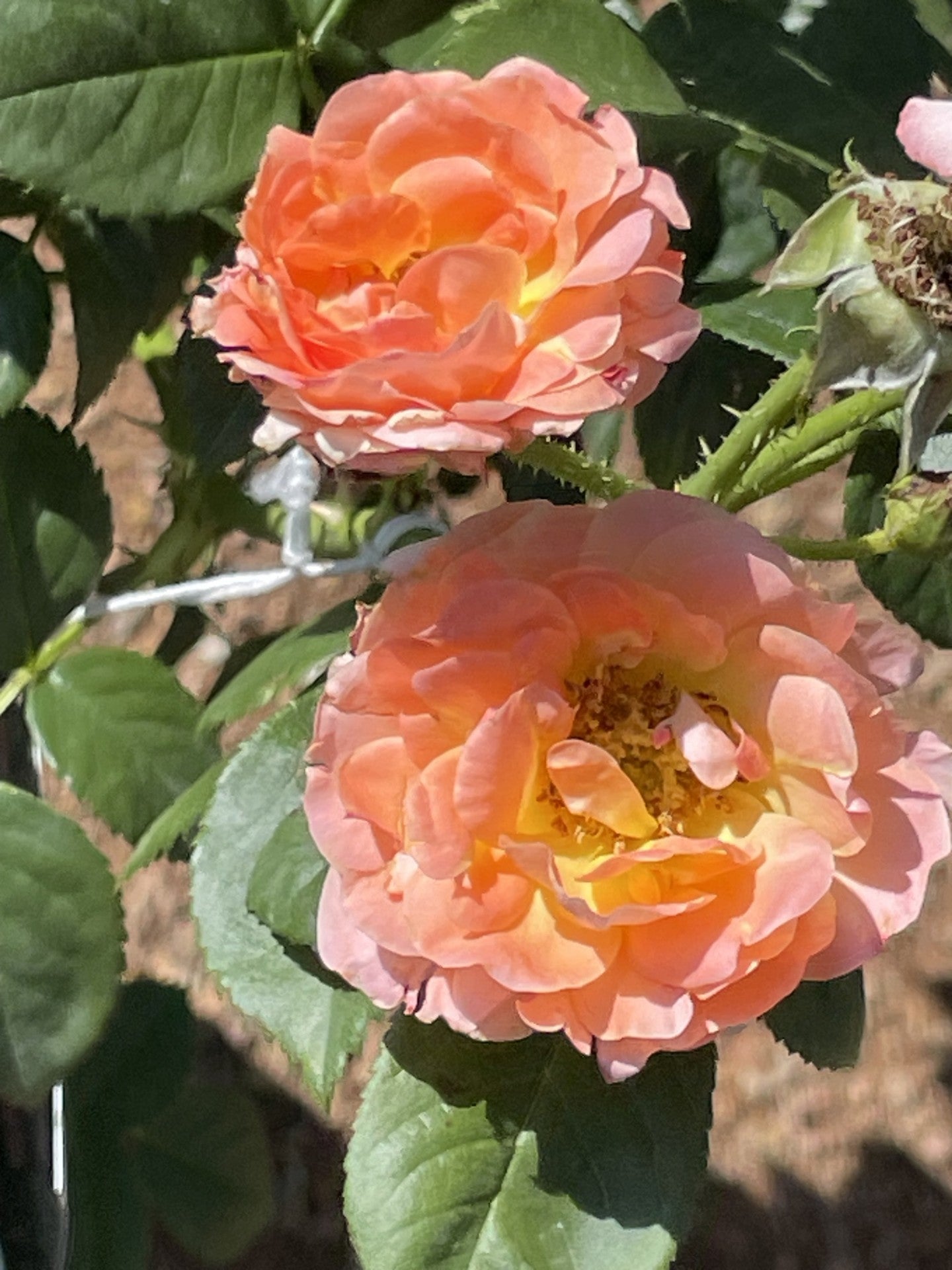 Rose, Knock Out Orange Glow