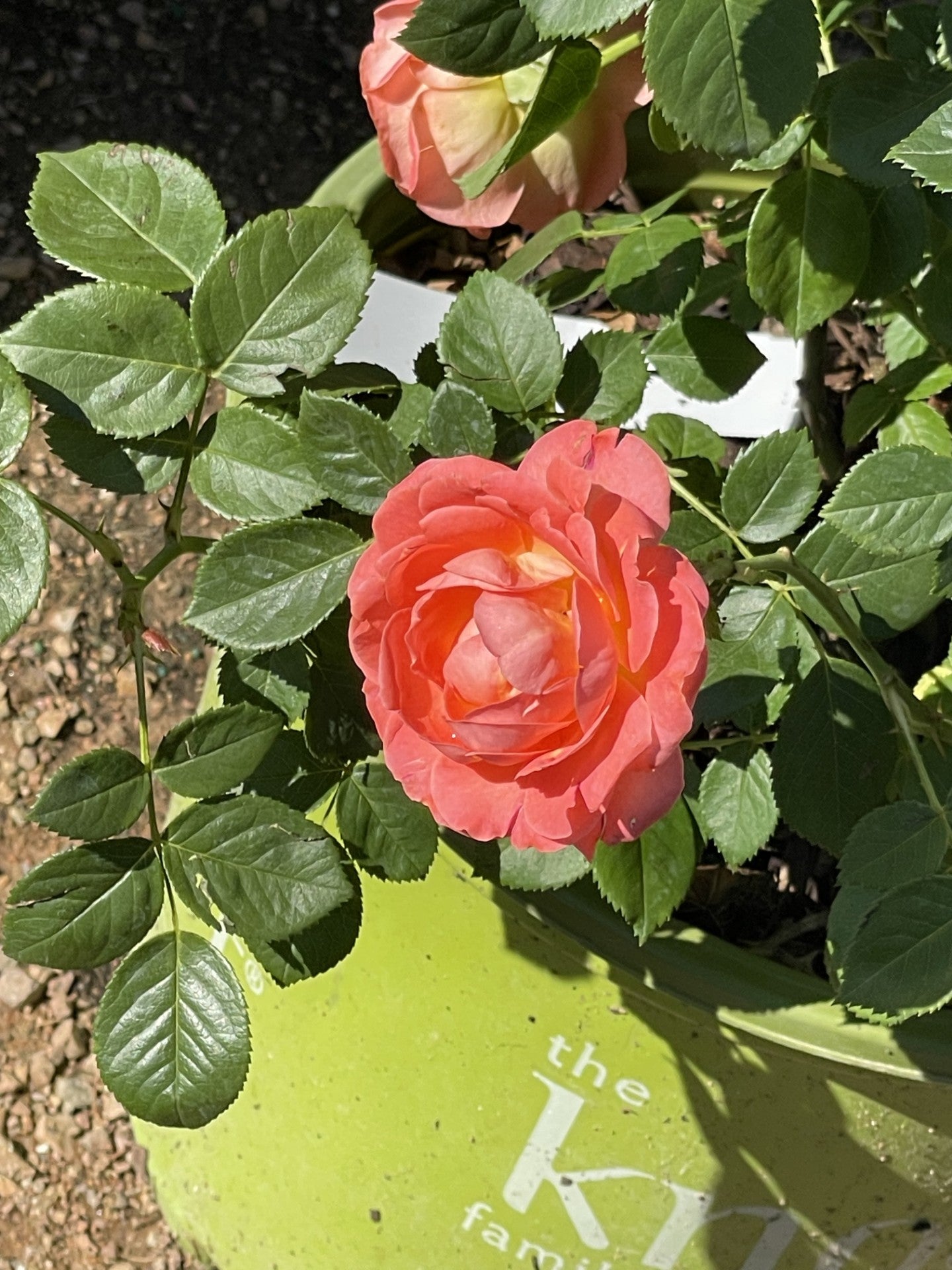 Rose, Knock Out Orange Glow