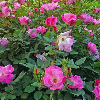 Rose, Knock Out Pink #3