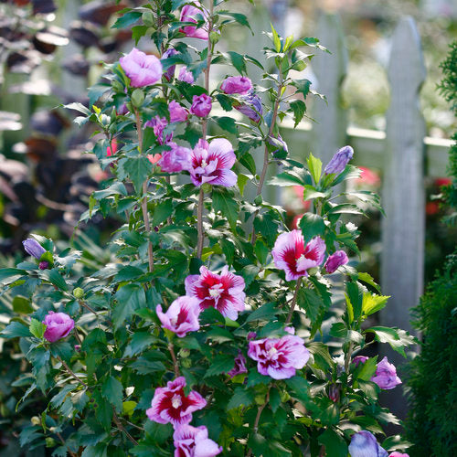 Rose of Sharon, Purple Pillar